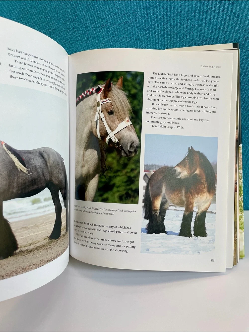 Enchanting Horses by Jennifer Anderson Hardcover book